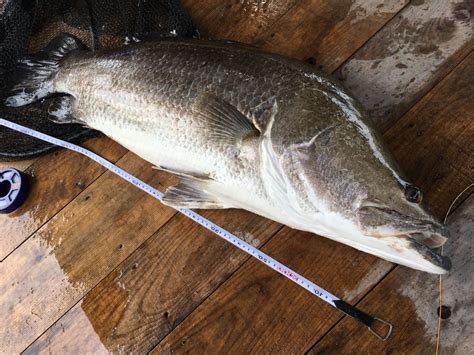 akame fish|Dear anglers who will come to Susaki for AKAME (Japanese .